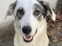 Younis, geb. ca. 02/2023, lebt in GRIECHENLAND, auf einer privaten Pflegestelle