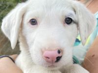 Vunny, geb. ca. 06/2023, lebt in GRIECHENLAND, auf einer privaten Pflegestelle