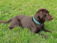 Labrador Deckrüde, braun