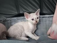 Devon rex-WCF Cattery of Lovely Rascals