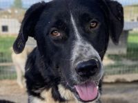 Schubert, geb. ca. 06/2023, lebt in GRIECHENLAND, im städt. Tierheim Serres