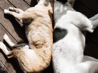 Welpen Boxer/Mix - Old-English-Bulldogge