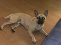 Französische Bulldogg mischling