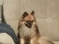 Junger Zwergspitzrüde sucht spezielles zu Hause