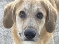 Berita, geb. ca. 01/2023, lebt in GRIECHENLAND, auf einem Gelände, auf dem die Hunde notdürftig vers