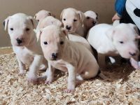 Dogo Argentino Mischlinge
