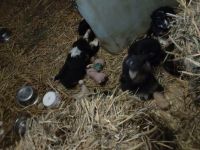 Australian shepherd altdeutscher Hütehund Welpen zuverkaufen