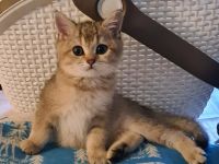 Britisch Kurzhaar Kitten Reinrassig und geimpft.