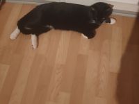 BKH mischlingskatze 6 monate