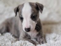 Whippet Welpen suchen einen Kuschelplatz auf Lebenszeit