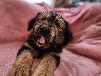 9 Süße Labrador Schnauzer Welpen