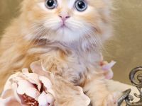 BKH BLH Kitten Abgabebereit Besichtigung wieder möglich