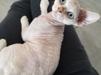 Devon rex Katerchen sucht eine neue Familie