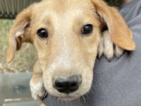 Chicago, geb. ca. 07/2023, lebt in GRIECHENLAND, auf einer privaten Pflegestelle