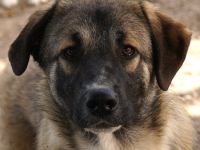 Davio, geb. ca. 06/2023, lebt in GRIECHENLAND, im städt. Tierheim Serres