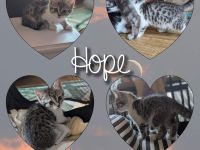 Süße Babykatze mit Zubehör