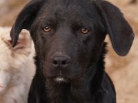 Johannes, geb. ca. 07/2023, lebt in GRIECHENLAND, auf einer privaten Pflegestelle