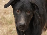 Jeppe, geb. ca. 12/2022, lebt in GRIECHENLAND, auf einer privaten Pflegestelle