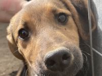 Houston, geb. ca. 07/2023, lebt in GRIECHENLAND, auf einer privaten Pflegestelle