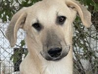 Hänschen, geb. ca. 03/2023, lebt in GRIECHENLAND, im städt. Tierheim Serres