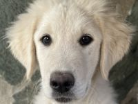 Gamora, geb. ca. 07/2023, lebt in GRIECHENLAND, auf einer privaten Pflegestelle