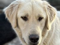 Nebula, geb. ca. 07/2023, lebt in GRIECHENLAND, auf einer privaten Pflegestelle