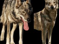 Wolfshundwelpen Amerikanisch- Tschechoslowakisch