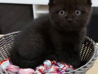 Britisch Kurzhaar Katzen Sehr Süss