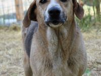 Willow sucht ihr Zuhause in Deutschland