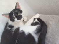 Katzenmädel abzugeben