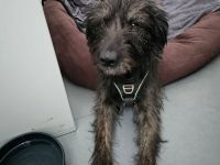 Wooly braucht ein Zuhause bei hundeerfahrenen Menschen