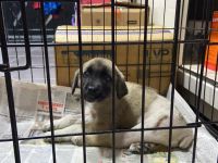 Kangal mix welpe sucht ein für immer zuhause