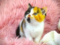 BKH & BLH mit Stammbaum - Wurfankündigung 2025-