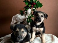 Schäferhund/Husky Mischlingswelpen Hündinnen