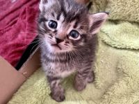 Bengal / Neva Masqurade Mix