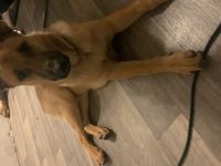 Mex sucht ein Zuhause