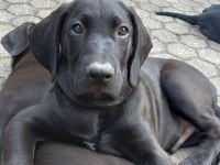 Süße Hundewelpen zu vermitteln, Geburtsdatum 30.07.2023, Abgabe ab sofort. Die Tiere waren erst kürz