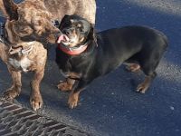 Tierpension gesucht für 2 kleine Hunde.