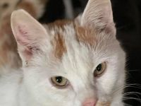 Wolfgang, geb. ca. 10/2019, lebt in GRIECHENLAND, auf einer privaten Pflegestelle