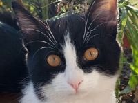 Tommy, geb. ca. 07/2023, lebt in GRIECHENLAND, auf einer privaten Pflegestelle