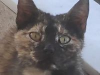 Tartougia, geb. ca. 04/2022, lebt in GRIECHENLAND, auf einer privaten Pflegestelle