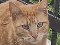 Sundy, geb. ca. 04/2021, lebt in GRIECHENLAND, auf einer privaten Pflegestelle