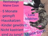 2 Maine Coon mix kitten