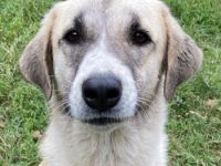 Monya, geb. ca. 10/2021, lebt in GRIECHENLAND, im städt. Tierheim Serres