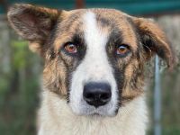 Orini, geb. ca. 07/2021, lebt in GRIECHENLAND, im städt. Tierheim Serres