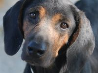 Priska, geb. ca. 08/2021, lebt in GRIECHENLAND, im städt. Tierheim Serres