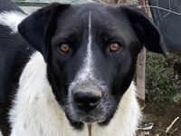 Yaska, geb. ca. 02/2022, lebt in GRIECHENLAND, im städt. Tierheim Serres