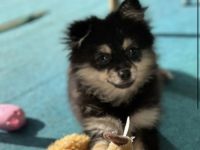 Pomeranian zwergspitz welpe