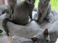 Russisch Blau Kitten mit Stammbaum