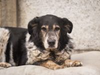 Cosimo sucht ein ländliches Zuhause